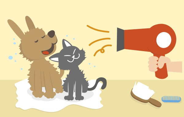 강아지 드라이.jpg