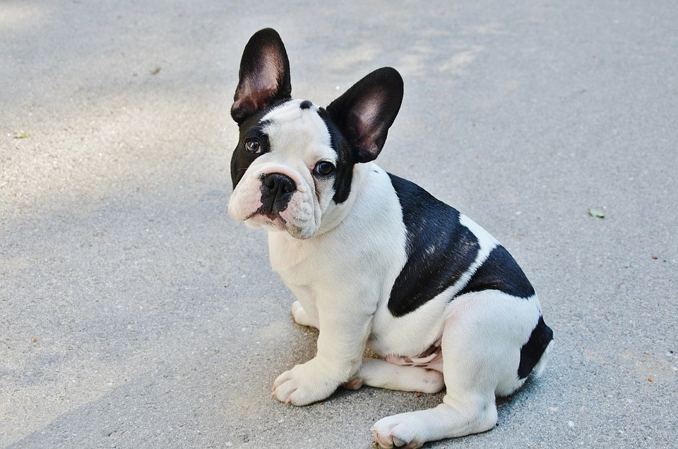 french-bulldog-277255_960_720.jpg