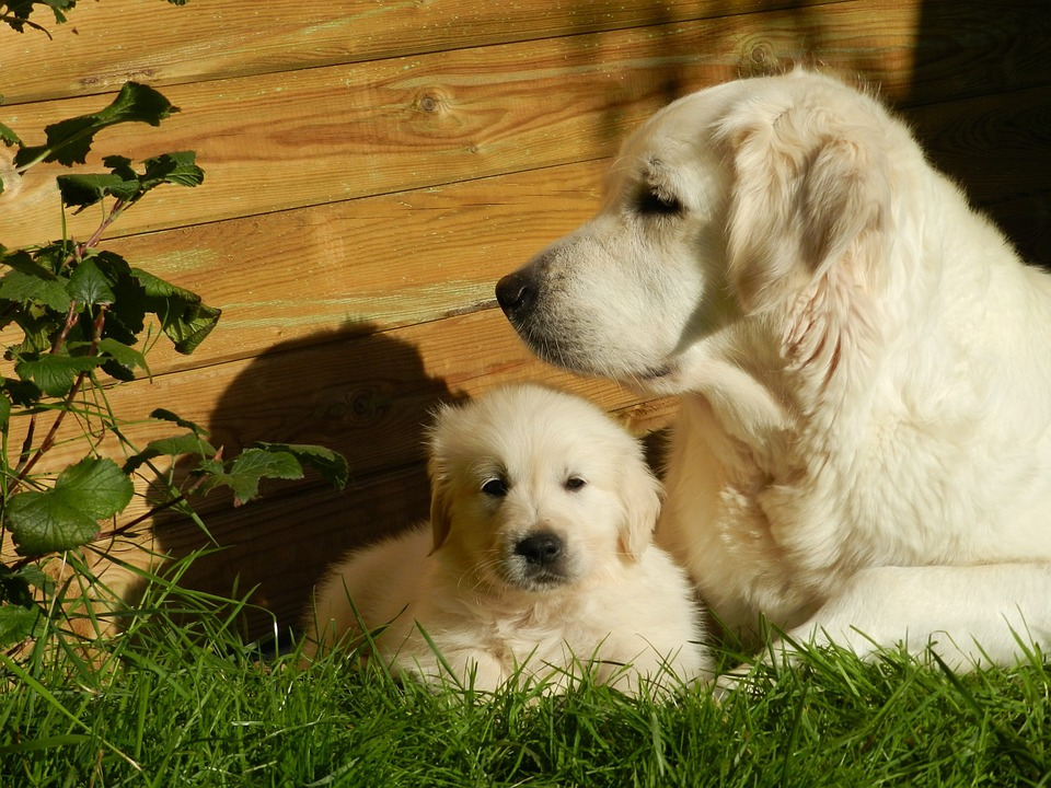 golden-retriever-2288933_960_720.jpg