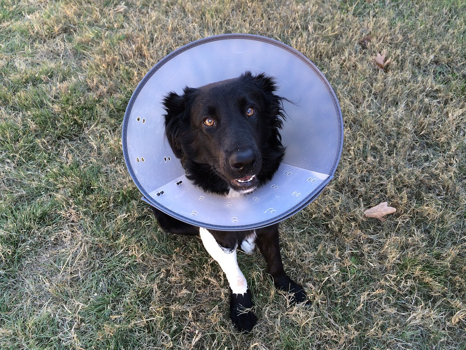 cone-of-shame-2093433_960_720.jpg