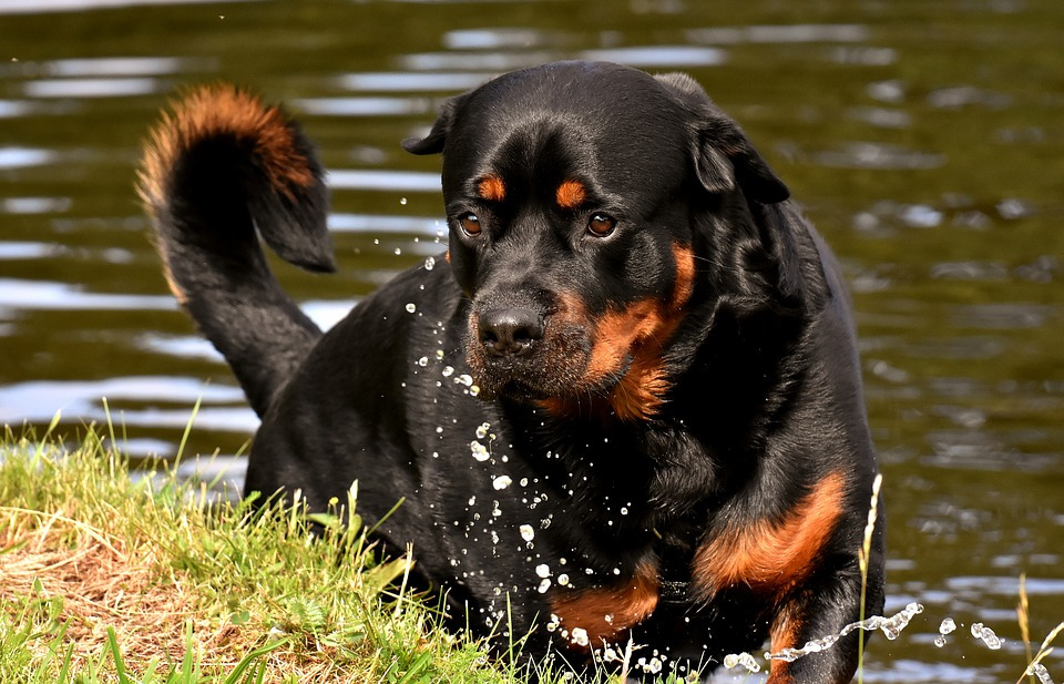 rottweiler-3477499_960_720.jpg