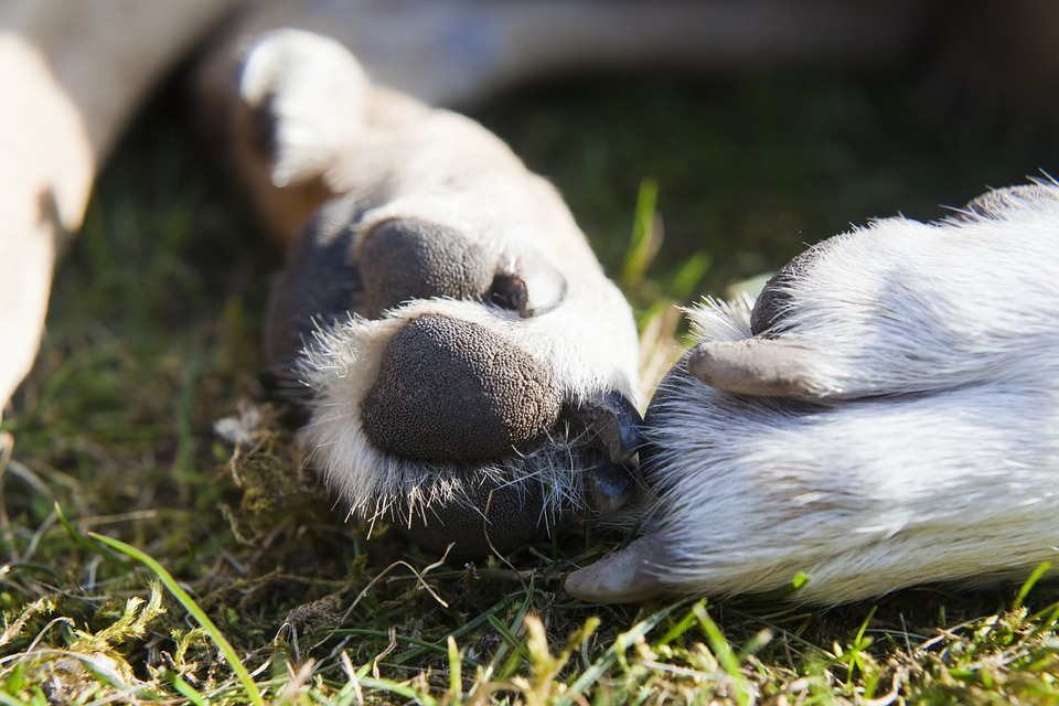 paws-625879_960_720.jpg
