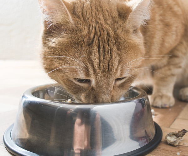 고양이 사료1.jpg