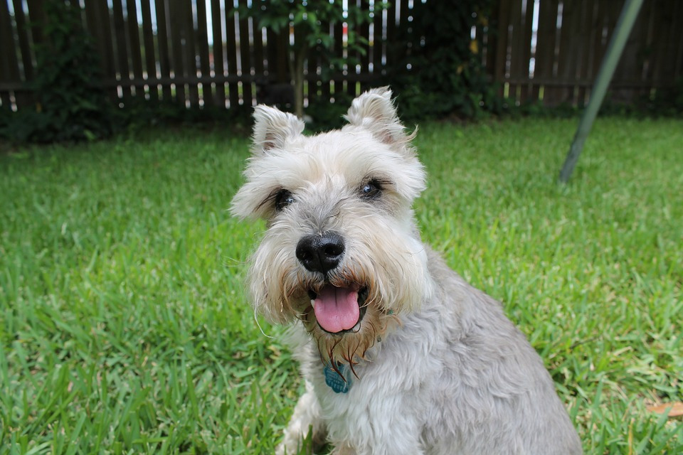 schnauzer-1238155_960_720.jpg