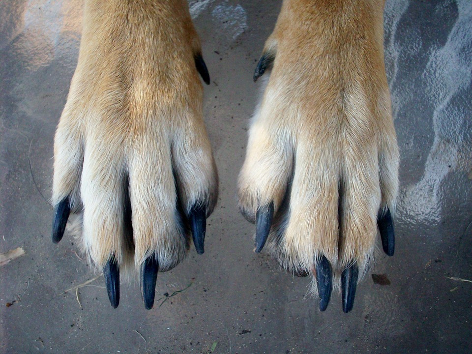paws-459713_960_720.jpg