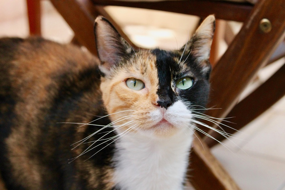 cat-3668133_960_720 (1).jpg