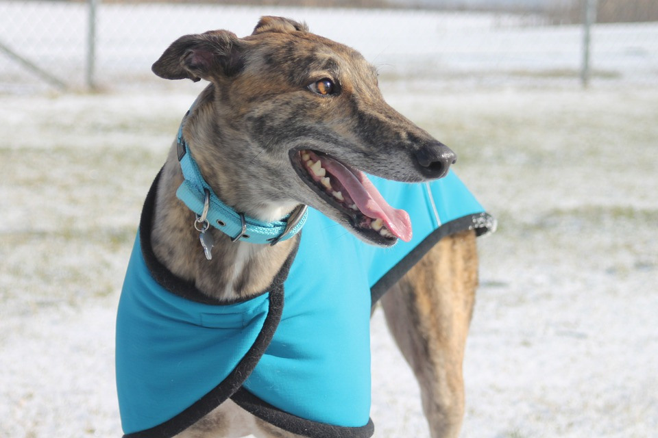 greyhound-644732_960_720.jpg