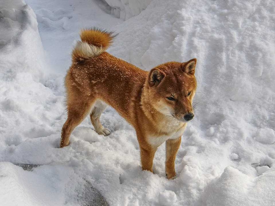 shiba-2928030_960_720.jpg