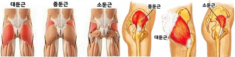 엉덩이근육.jpg