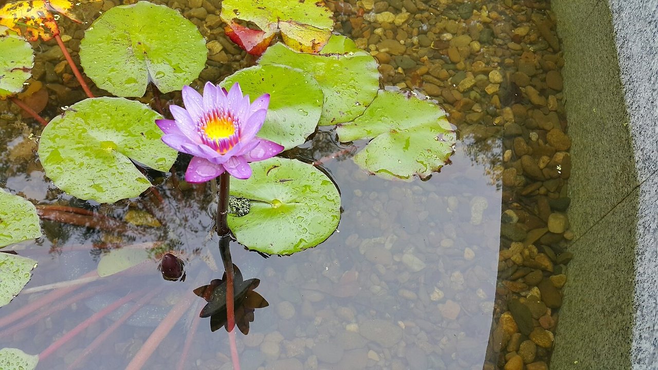 백탑공원 연꽃1 (1).jpg