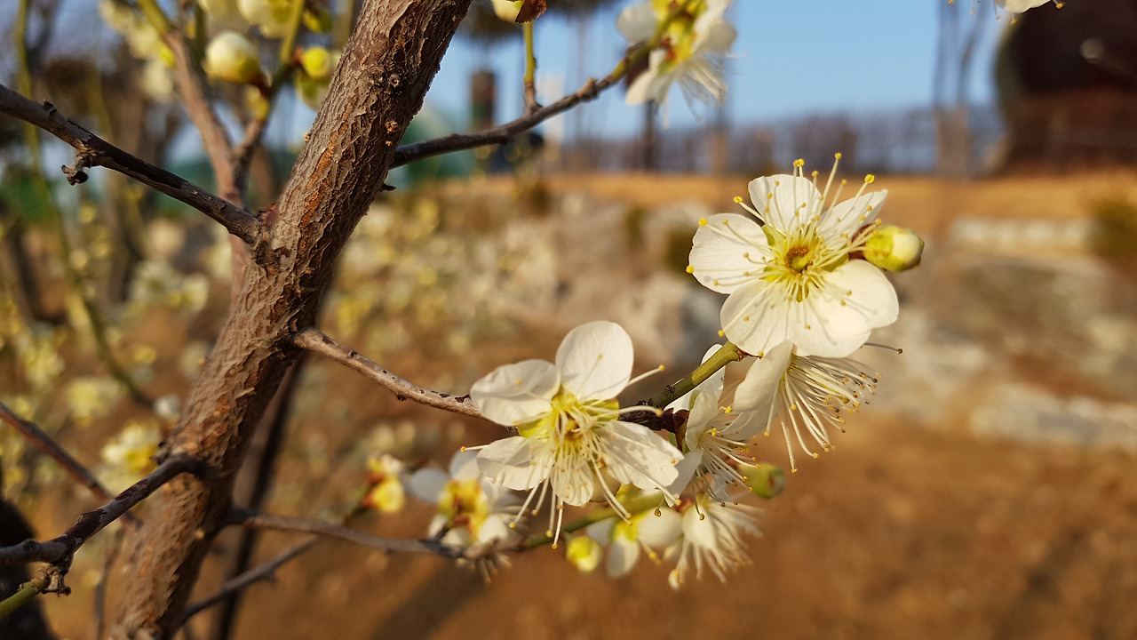 장생포 고래문화특구 (17).jpg