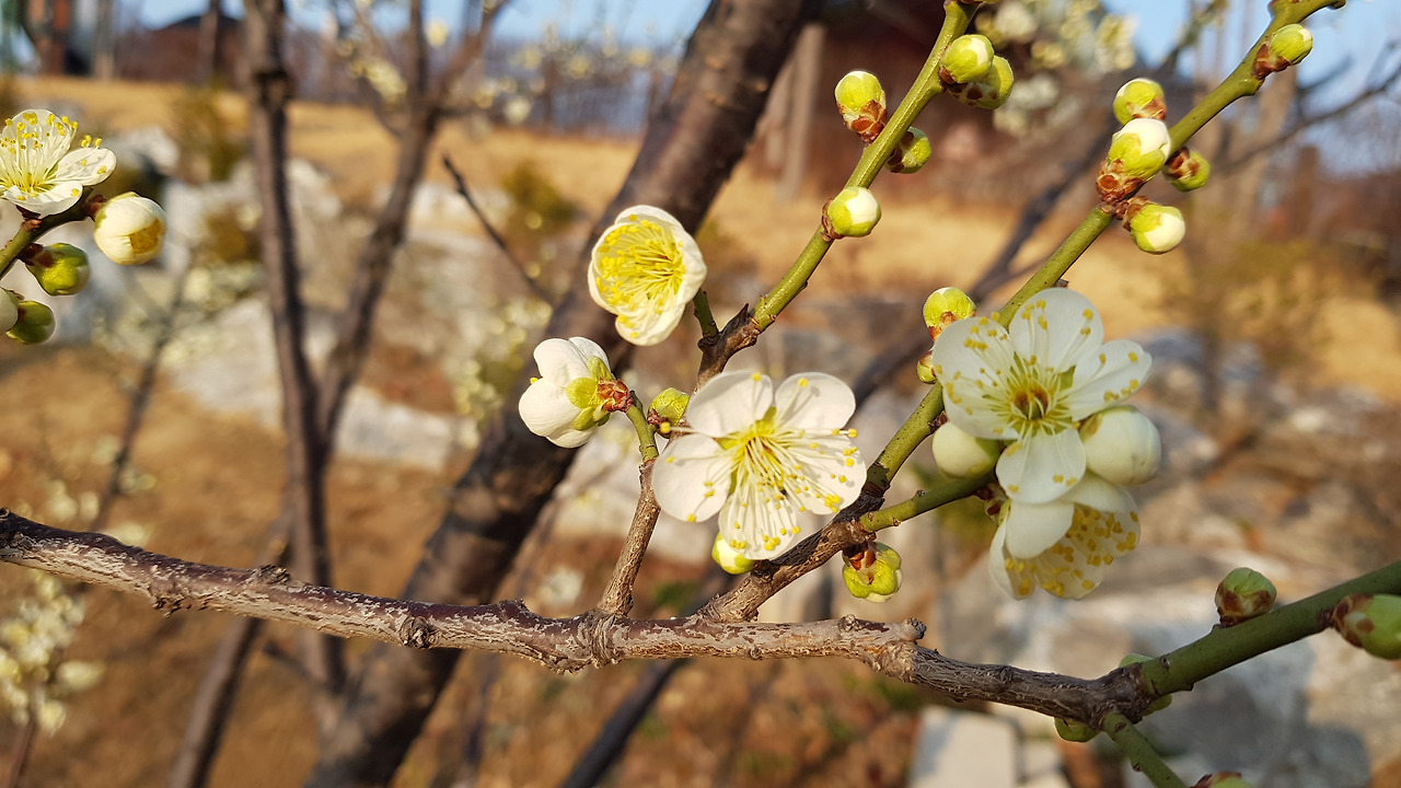 장생포 고래문화특구 (12).jpg