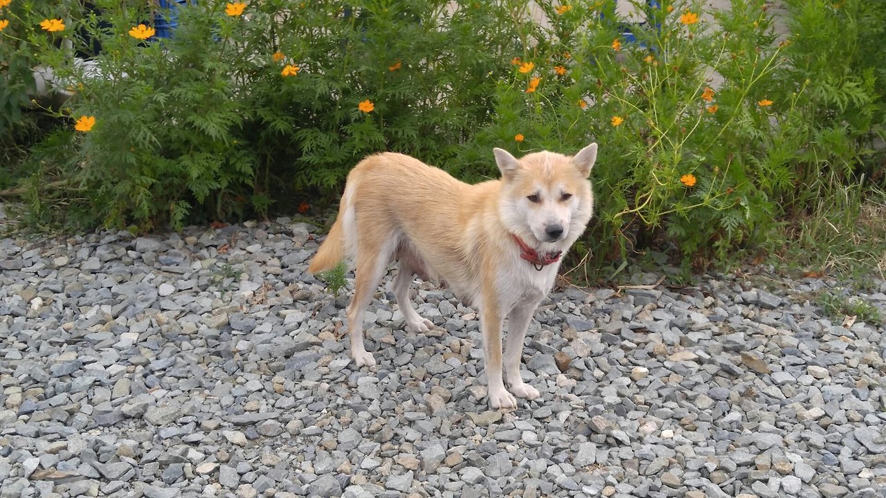 용연바닷가 기왓집 어미개.jpg