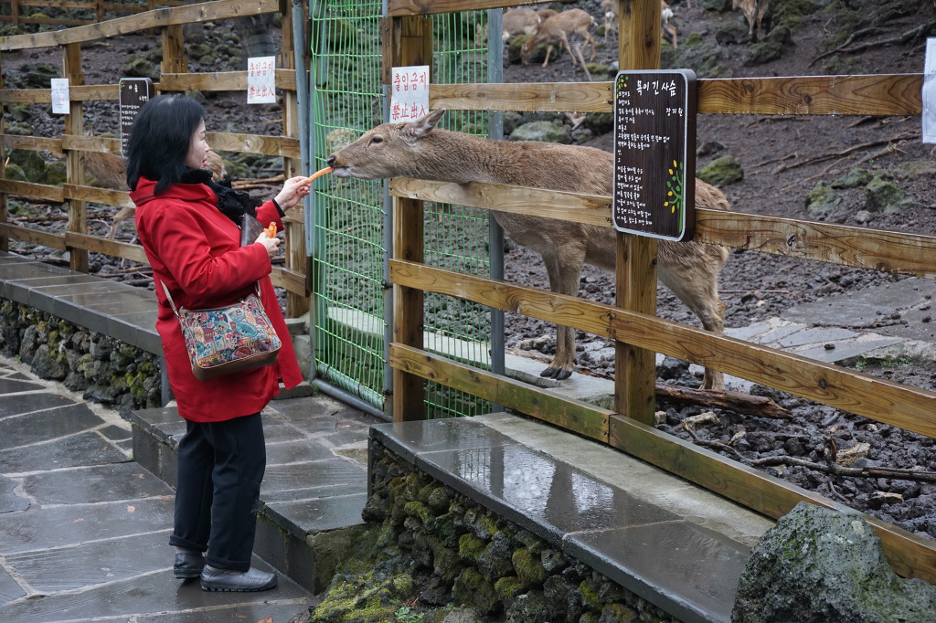 사슴 먹이주기, 전시장 본 건물 올라가는 입구에 13마리의 사슴이 있다..jpg