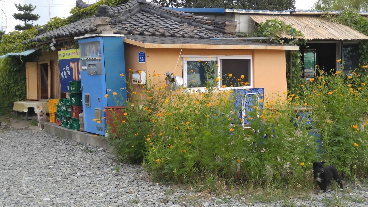 용연바닷가 기왓집 어미개 (2).jpg