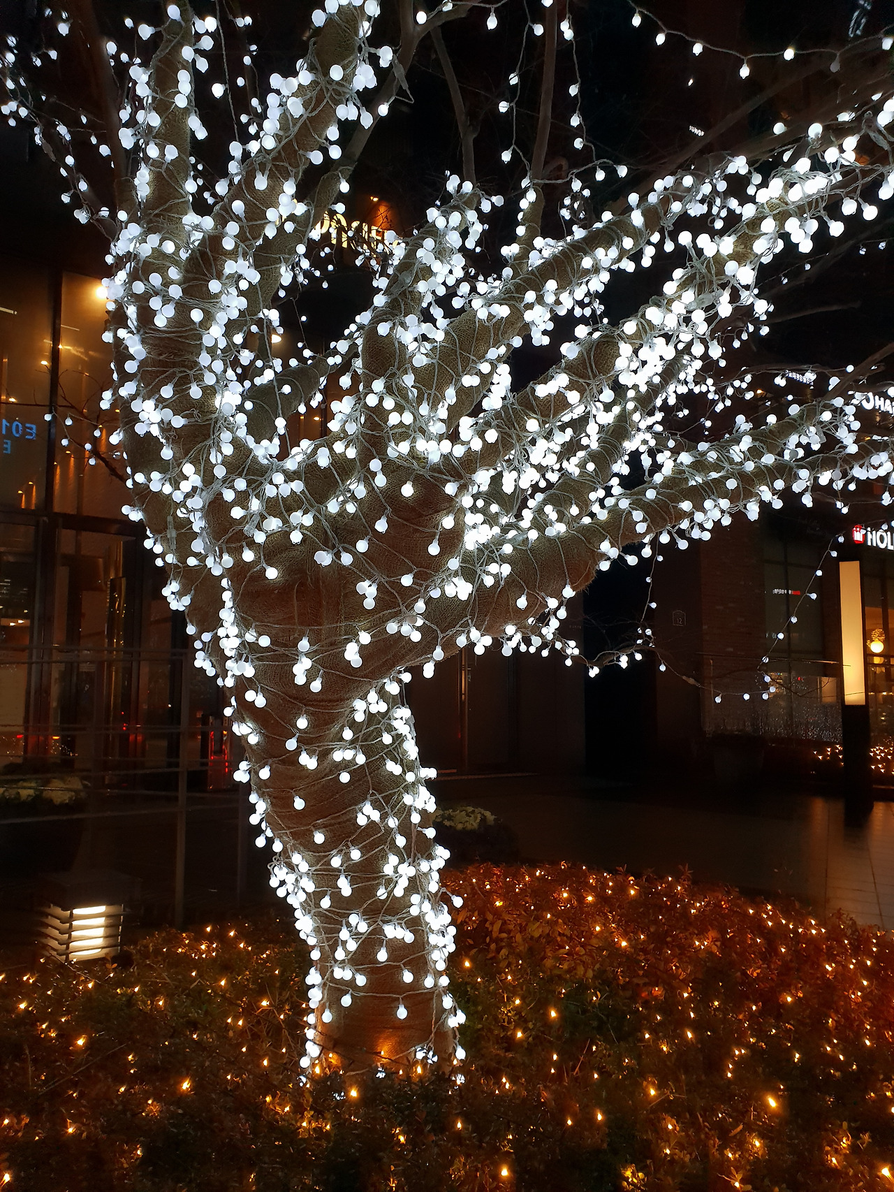 20181203_전구나무.jpg