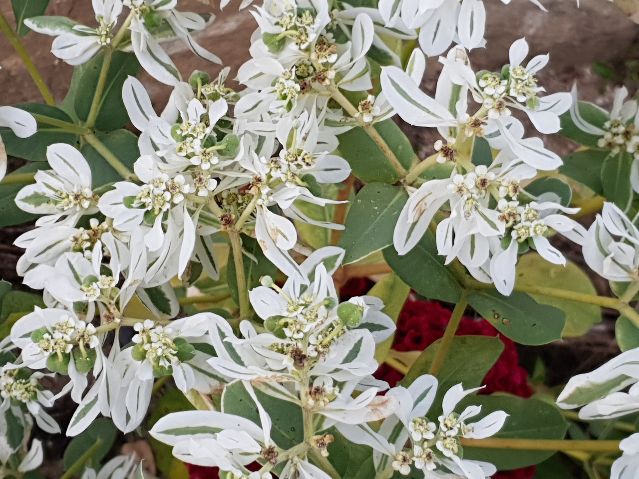 20180925_상수 화단5.jpg