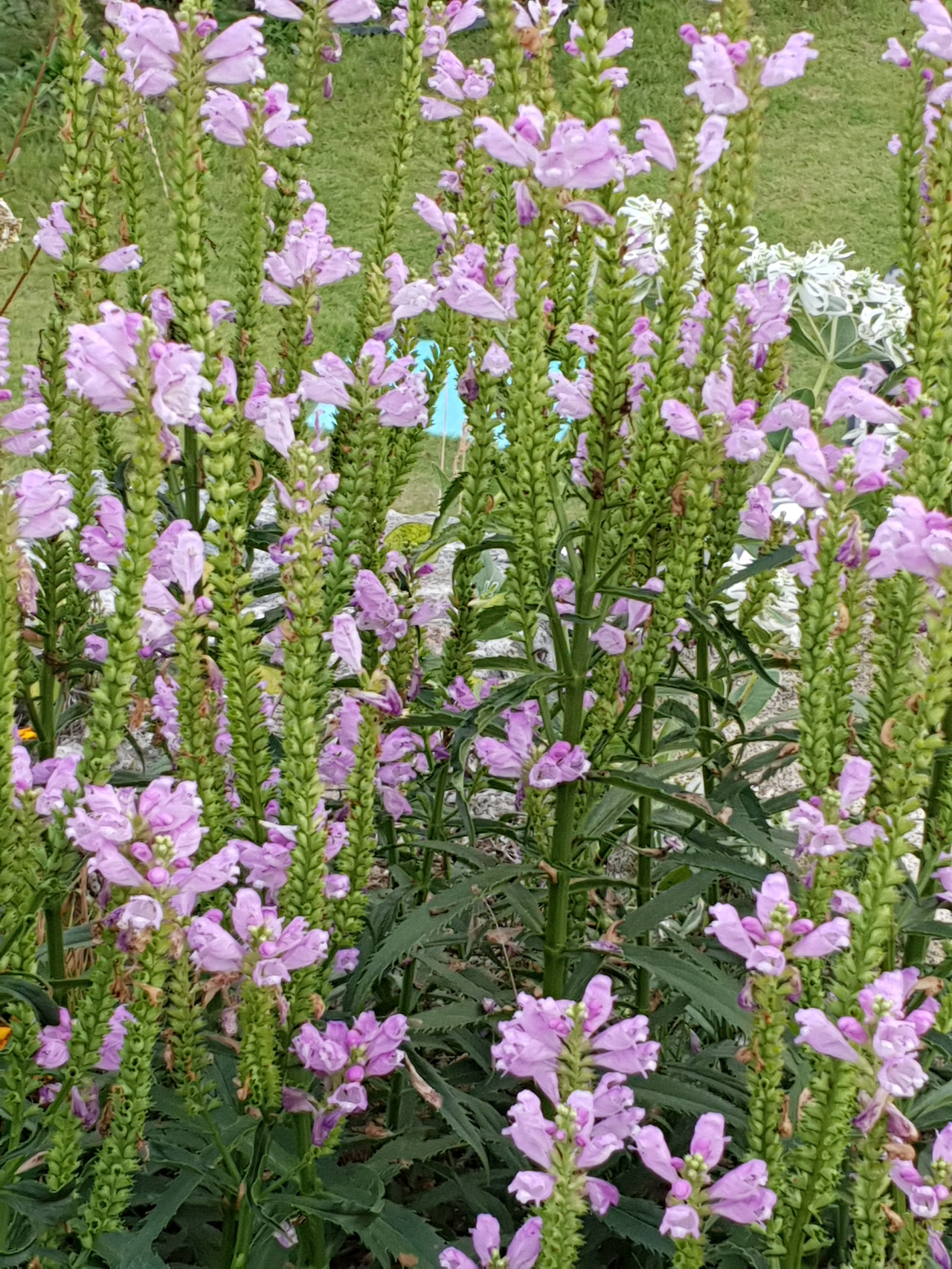 20180925_상수 화단4.jpg