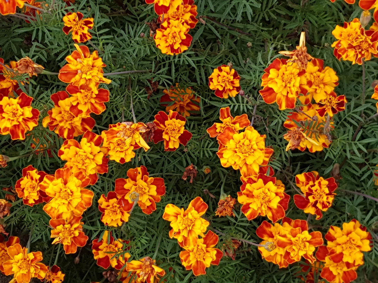 20180925_상수 화단3.jpg