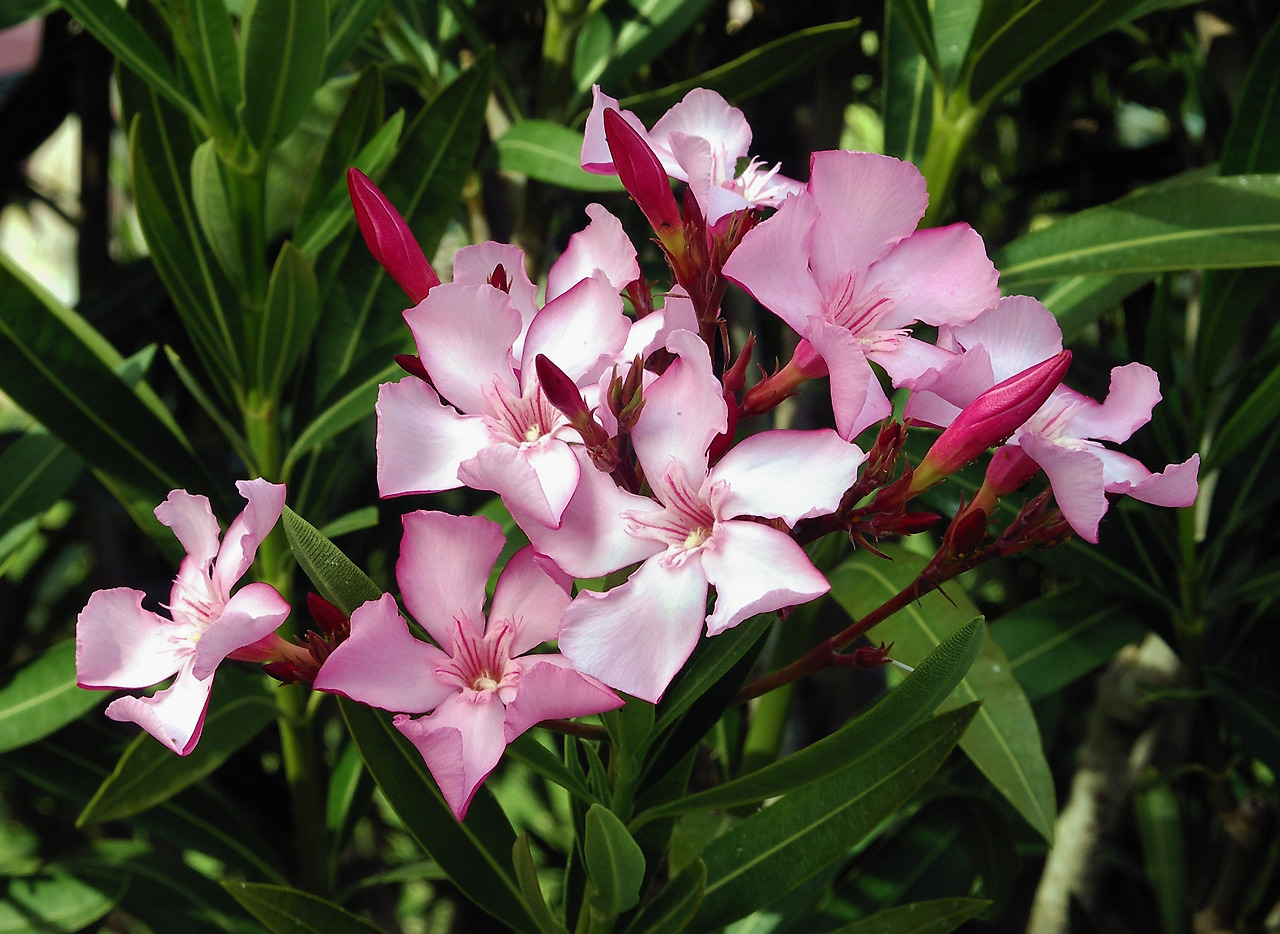 Nerium_oleander_flowers_leaves.jpg