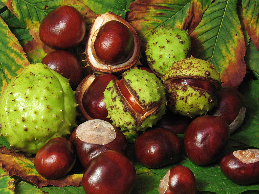 Aesculus_hippocastanum_fruit.jpg