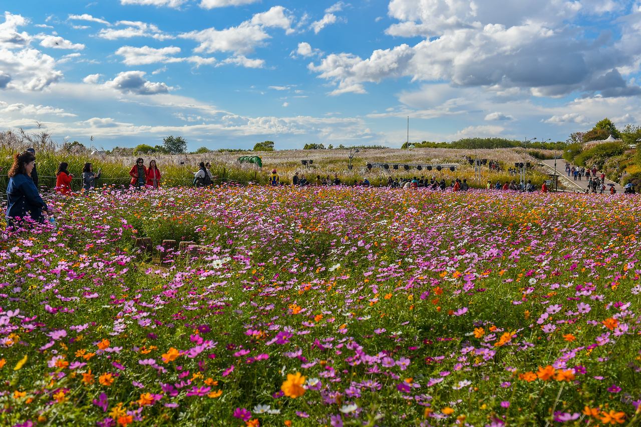코스모스가 만발한 하늘공원.jpg