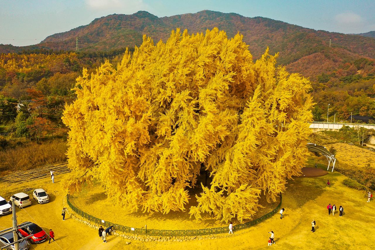 반계리 은행나무.jpg