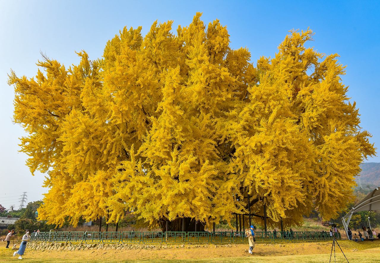 반계리 은행나무 (2).jpg