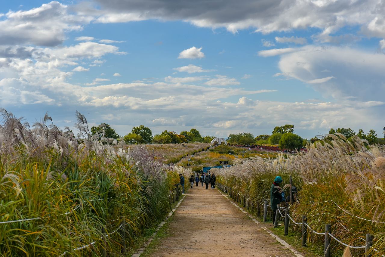 억새가 펼쳐진 하늘공원.jpg