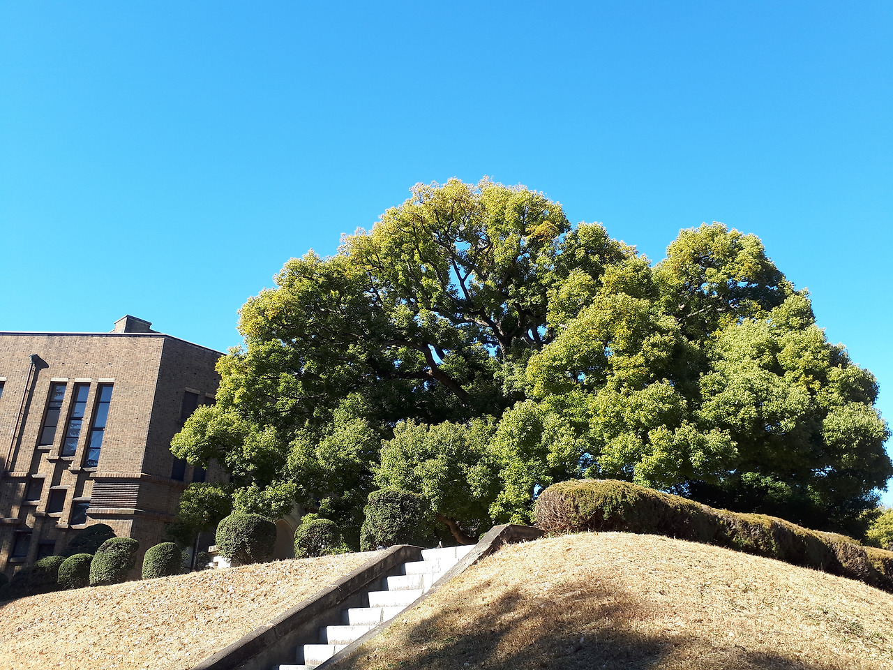 도쿄대 교정.jpg