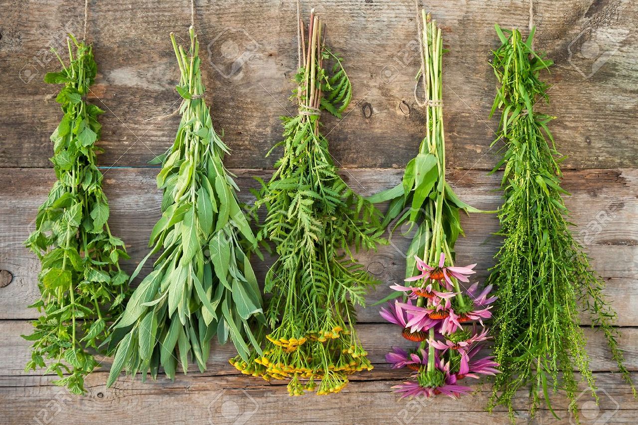 30527733-bunches-of-healing-herbs-on-wooden-wall-herbal-medicine.jpg