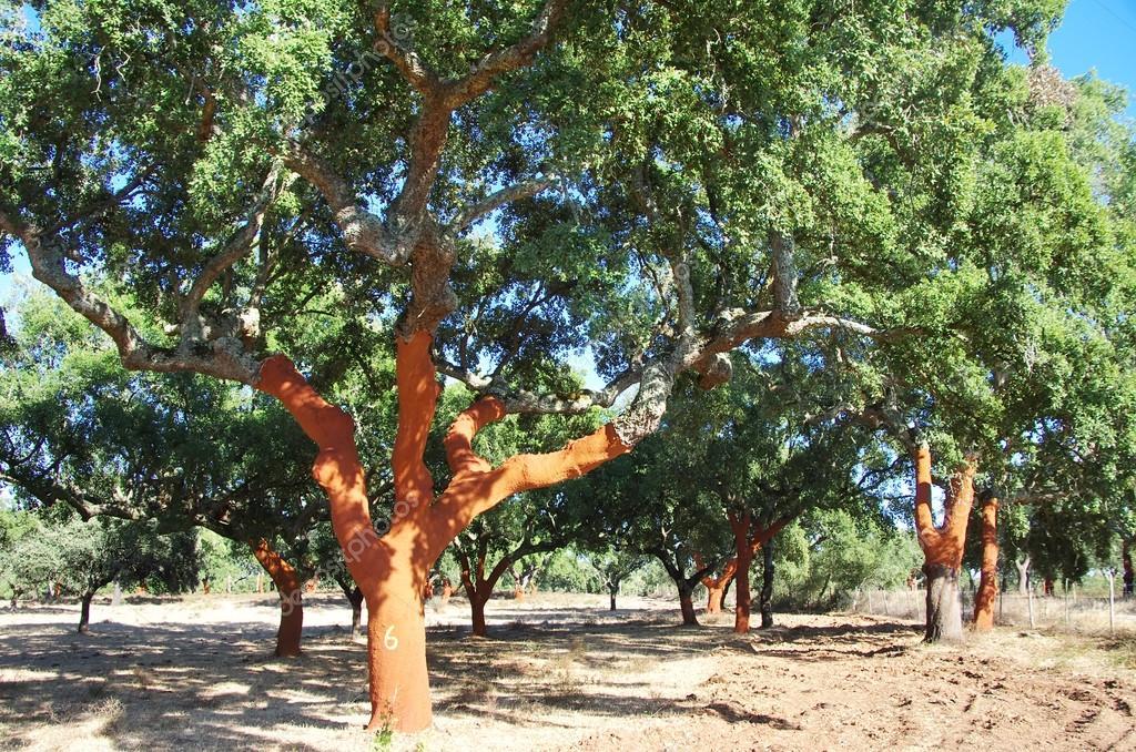 depositphotos_126556252-stock-photo-stripped-cork-trees-at-portugal.jpg