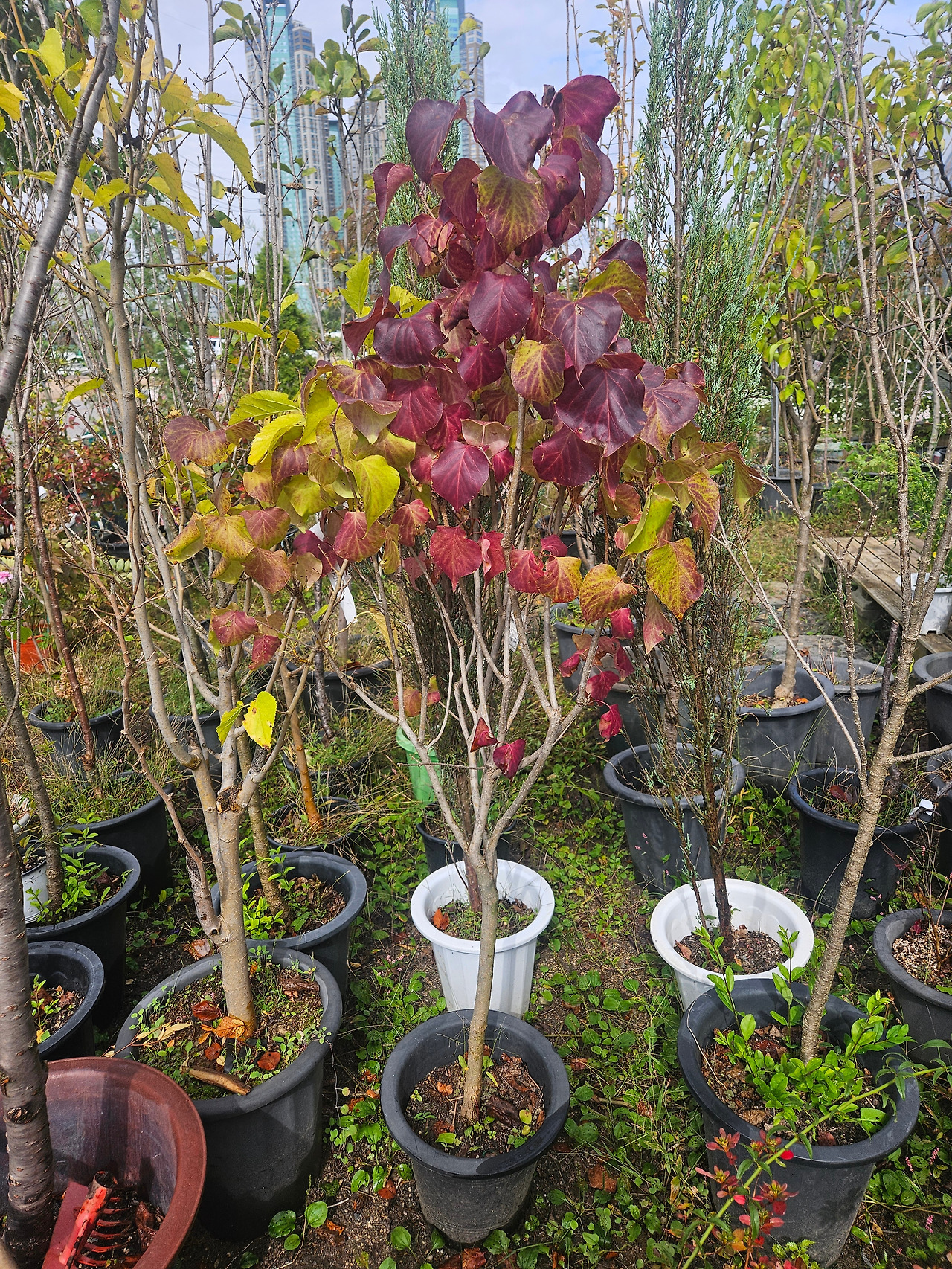 20251017_125140 1.jpg