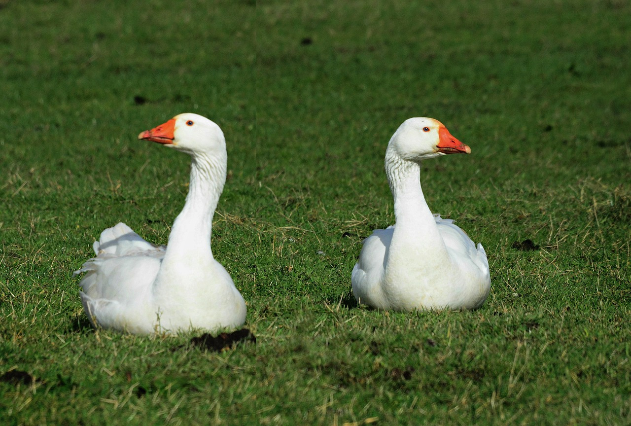 goose-4914969_1280.jpg