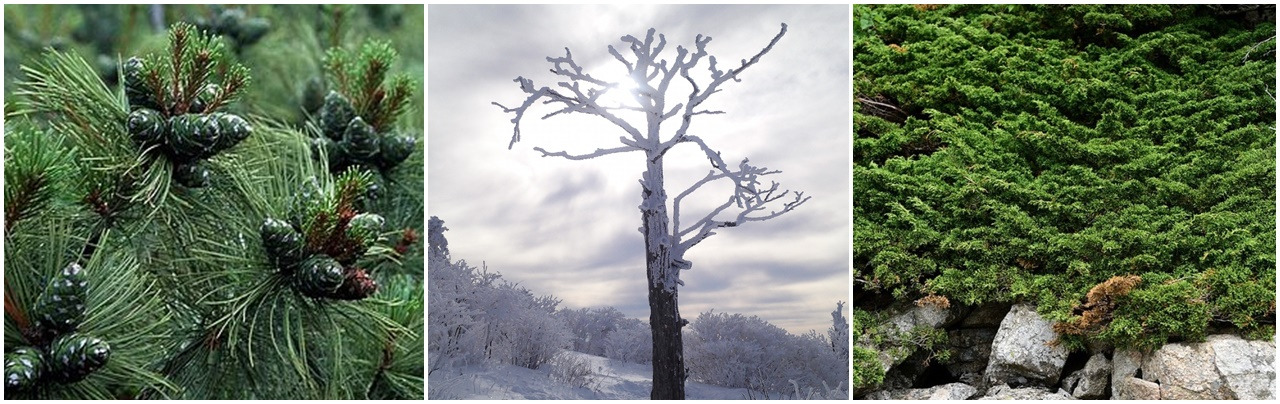눈잣나무 주목 향나무.jpg