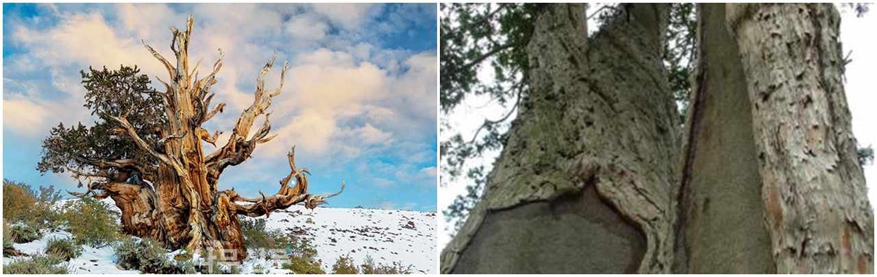 므두셀라와 주목.jpg