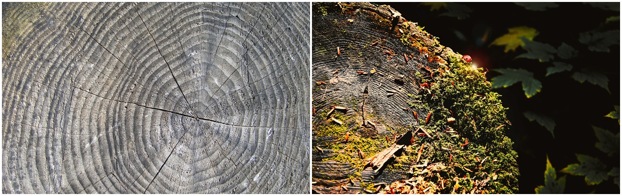 나이테 모음.jpg