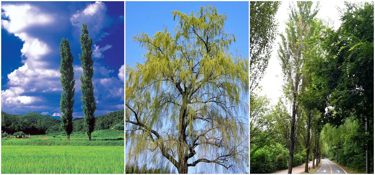 미루나무 혼합.jpg