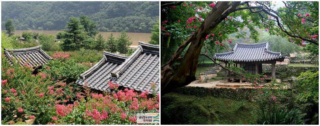 병산 소쇄원 배롱나무.jpg