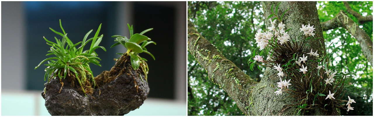 풍란과 석곡.jpg