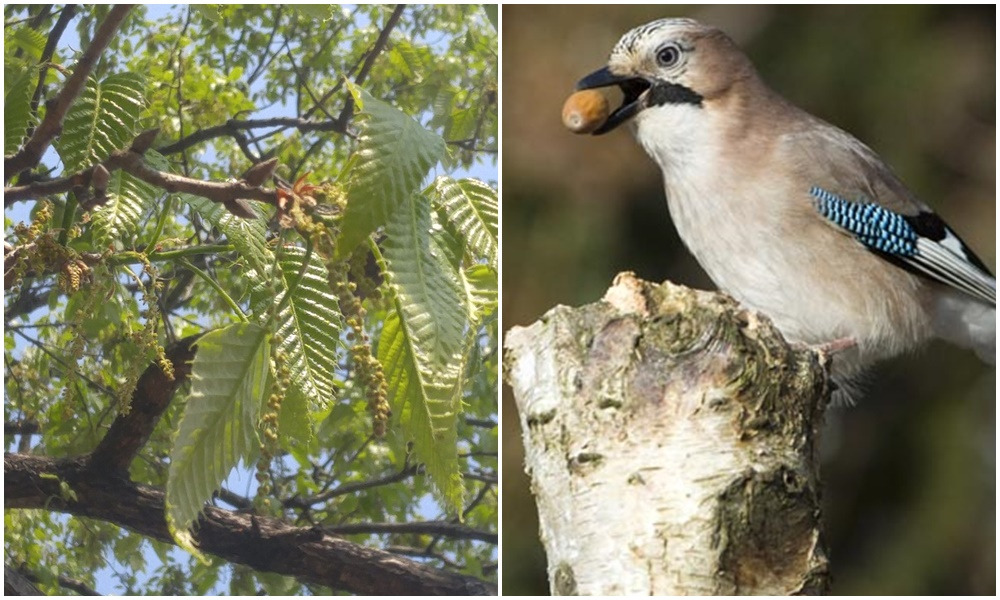 어치 도토리.jpg