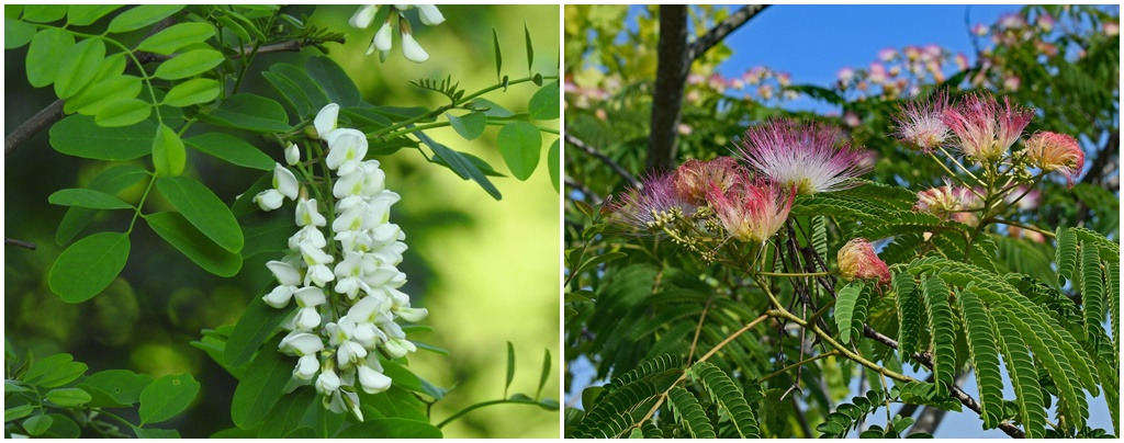 아카시와 미모사.jpg