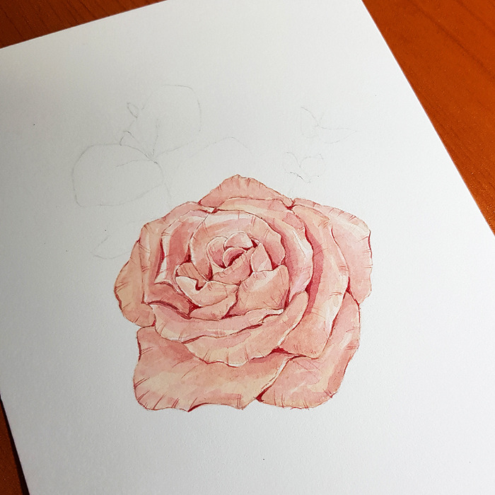 수채화일러스트_장미_장미그리기_블라썸_12.jpg