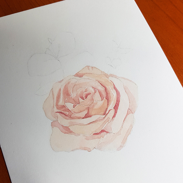 수채화일러스트_장미_장미그리기_블라썸_07.jpg