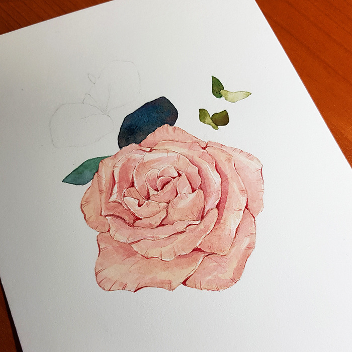 수채화일러스트_장미_장미그리기_블라썸_13.jpg