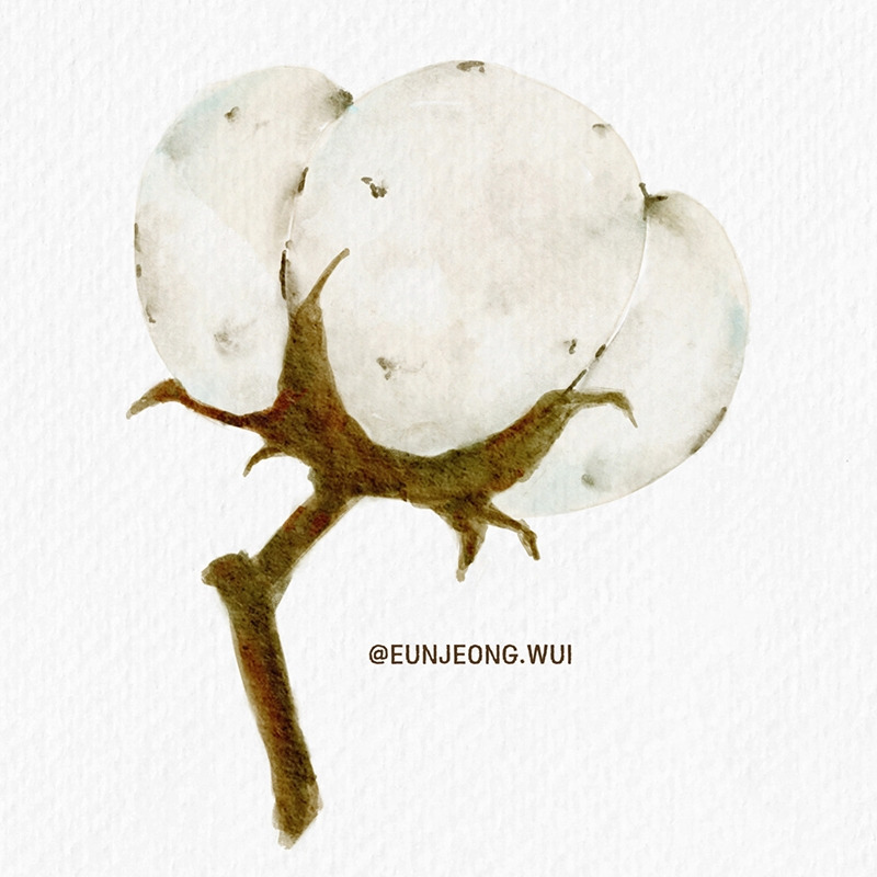 목화-01-800.jpg