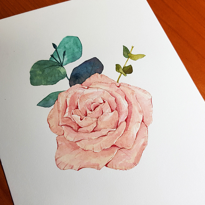 수채화일러스트_장미_장미그리기_블라썸_14.jpg