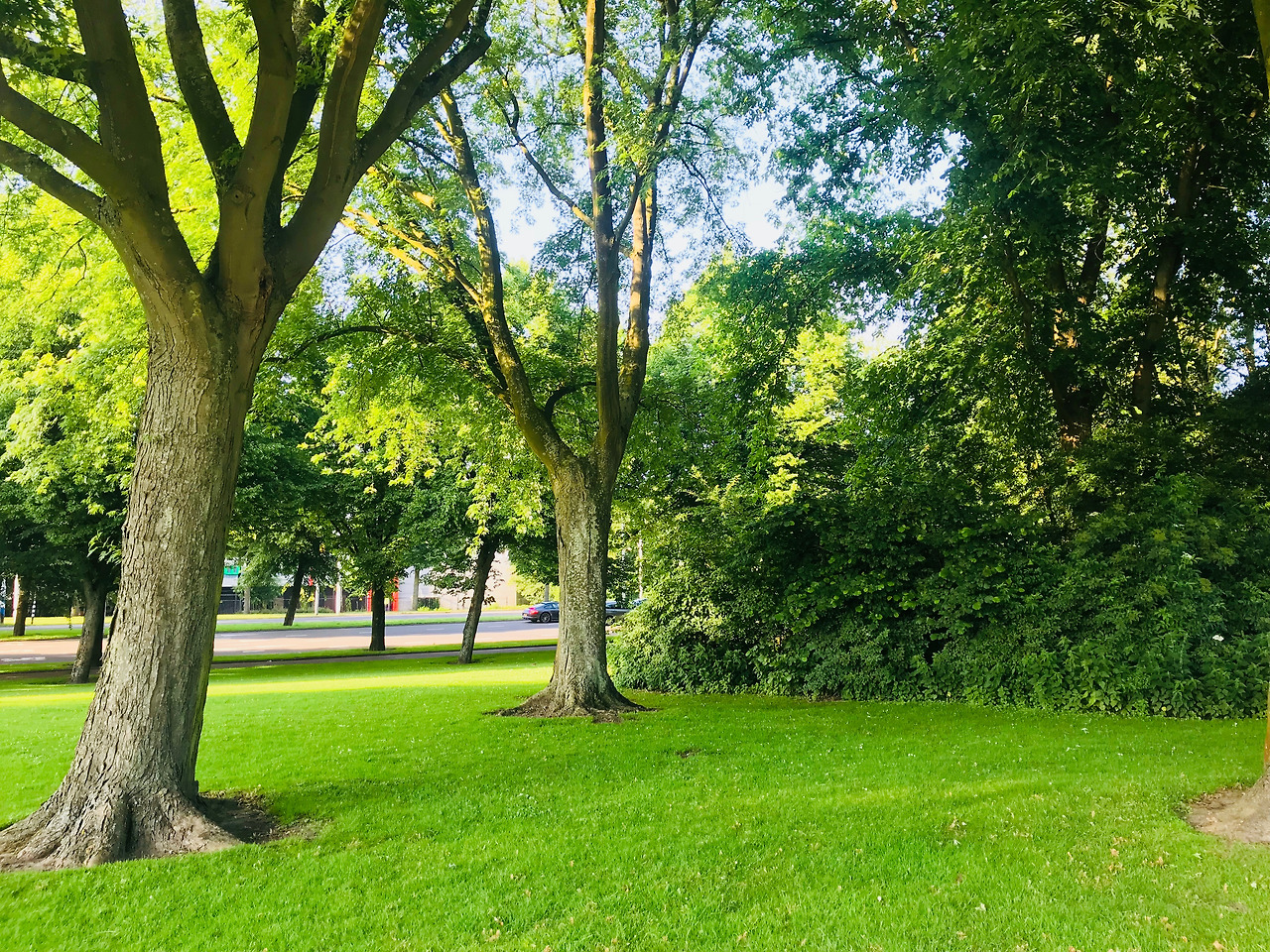 Brain park 6_Original.jpg