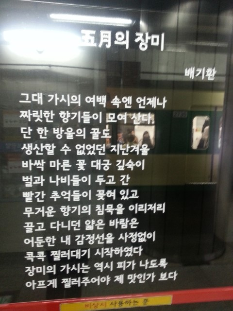 오월의 장미.jpg