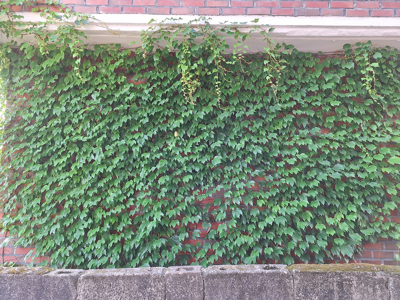 20240615_생초감자캐기 (24).jpg